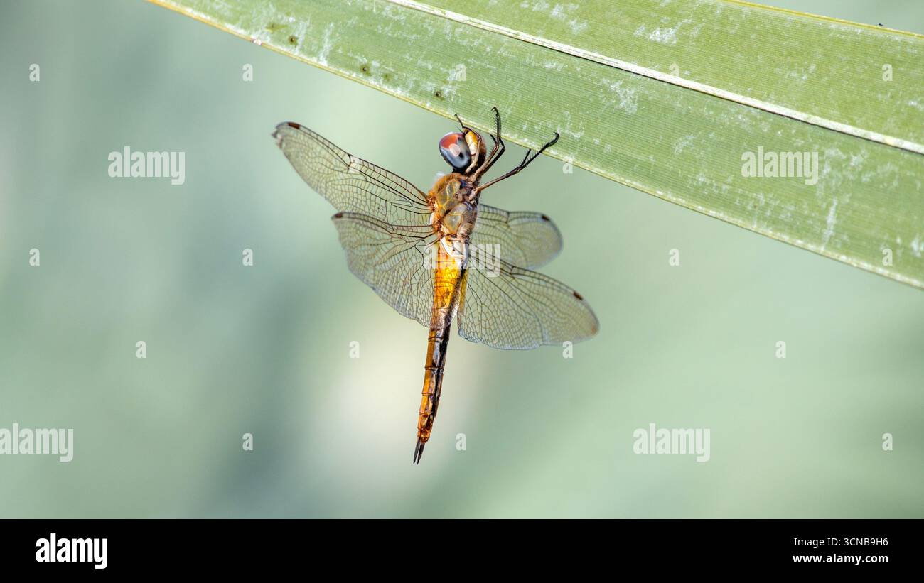 Libelle hängt an Palmblatt Stockfoto