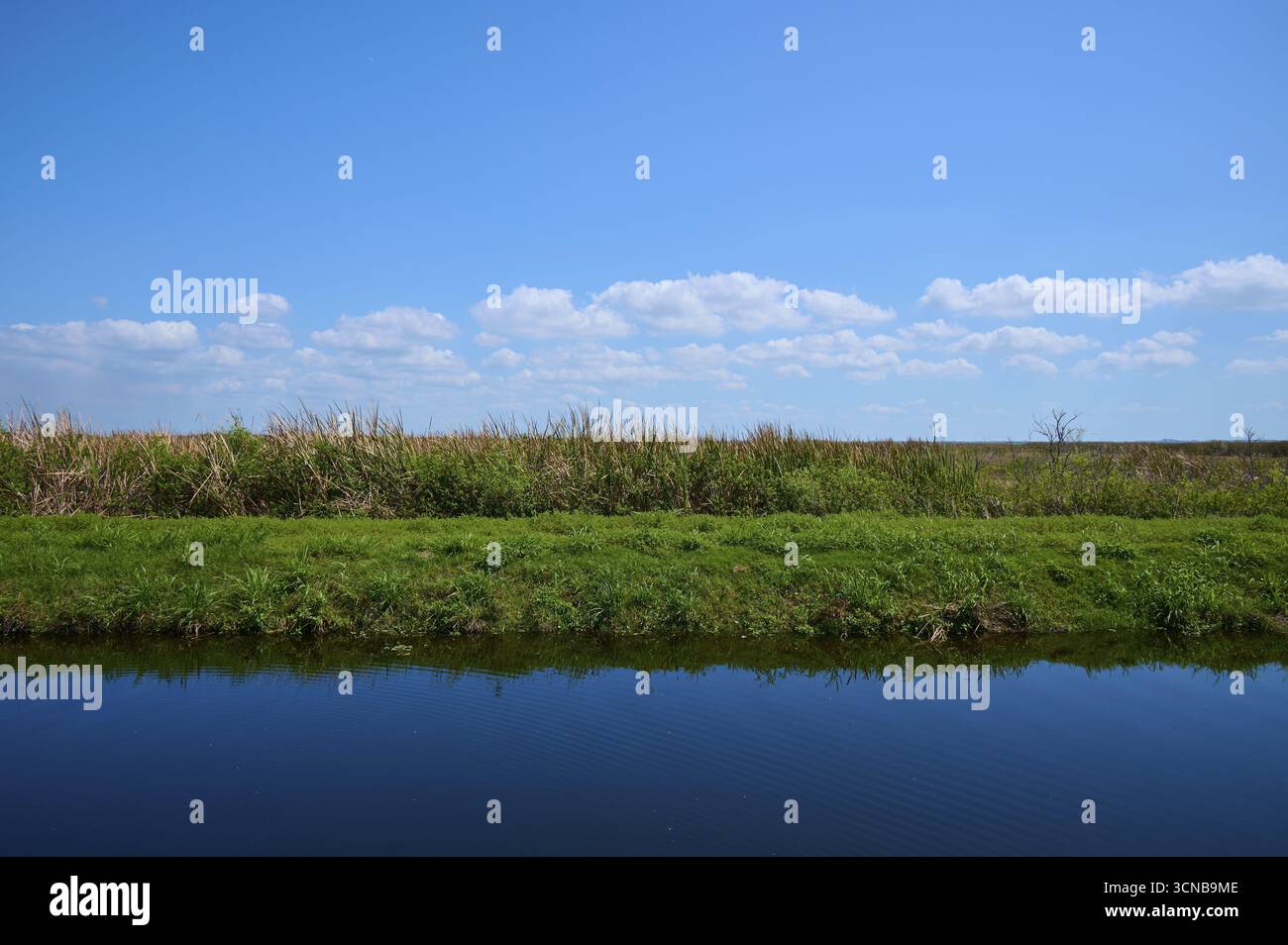 Grasbewachsene Küste unter einem klaren blauen Himmel mit kleinen Wolken, Lake Apopka North Shore, Orlando, Florida, USA Stockfoto