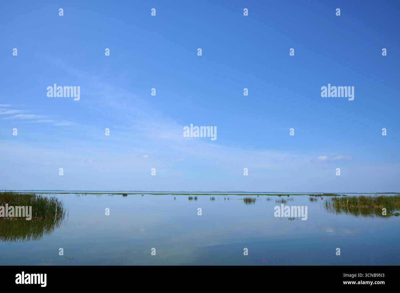 Horizontales Bild mit klarem Himmel, ruhigem Wasser und verstreuter Vegetation, Lake Apopka North Shore, Orlando, Florida, USA Stockfoto