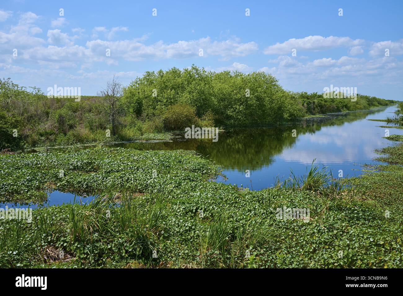 Fluss mit grüner Vegetation und Bäumen, blauer Himmel mit verstreuten Wolken, Lake Apopka North Shore, Orlando, Florida, USA Stockfoto