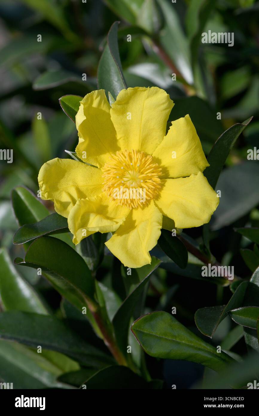 Große hellgelbe Blüte der australischen Kletterguinea Flower Hibbertia scandens, Familie Dilleniaceae. Auch bekannt als Snake Vine Stockfoto