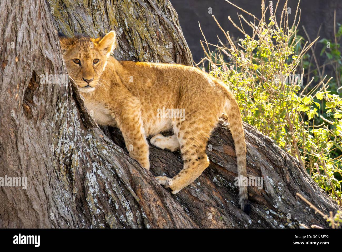 Nahaufnahme eines Löwen in einem Baum im Northern Serengeti National Park Stockfoto