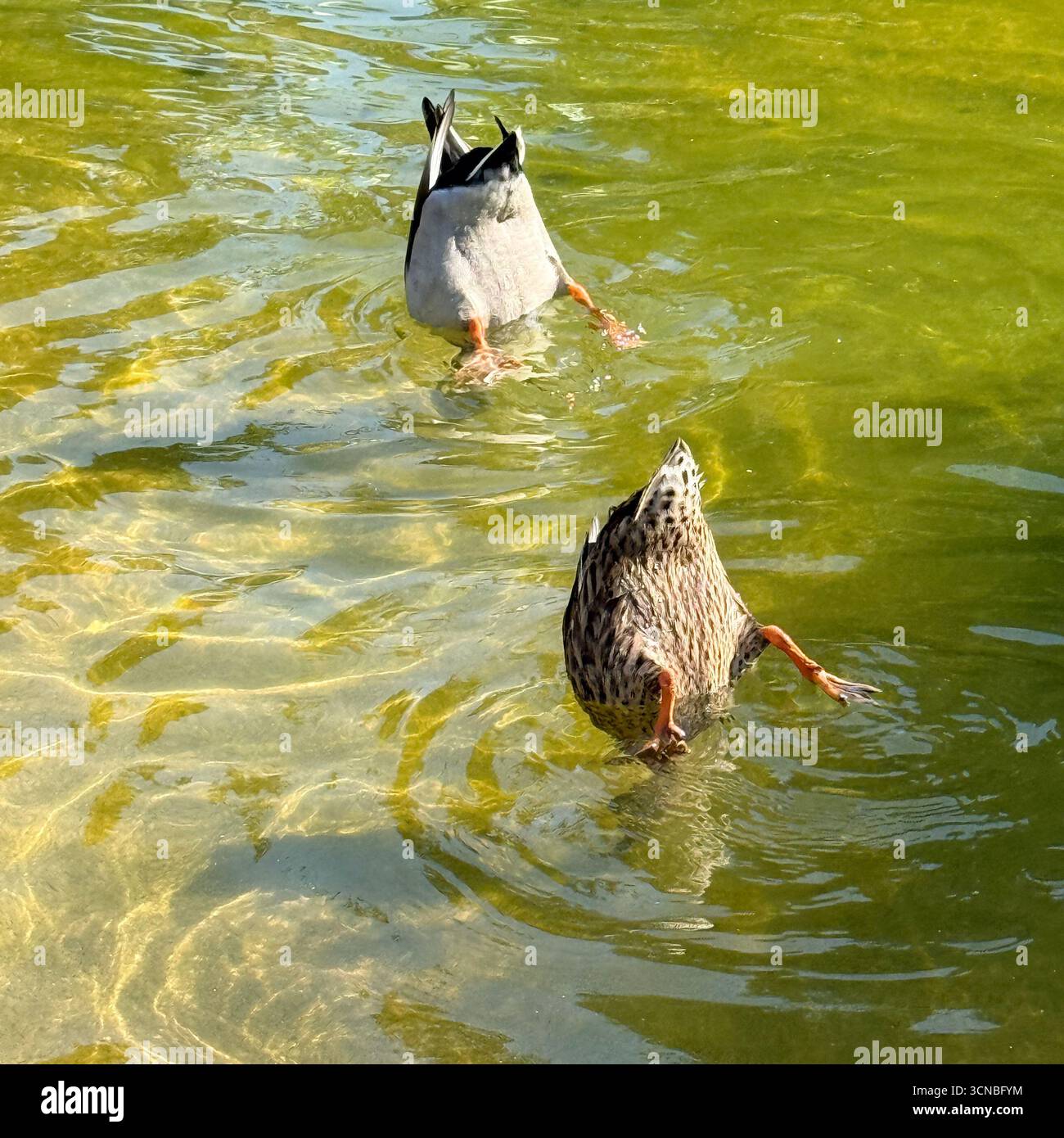 Tauchen Enten Stockfoto