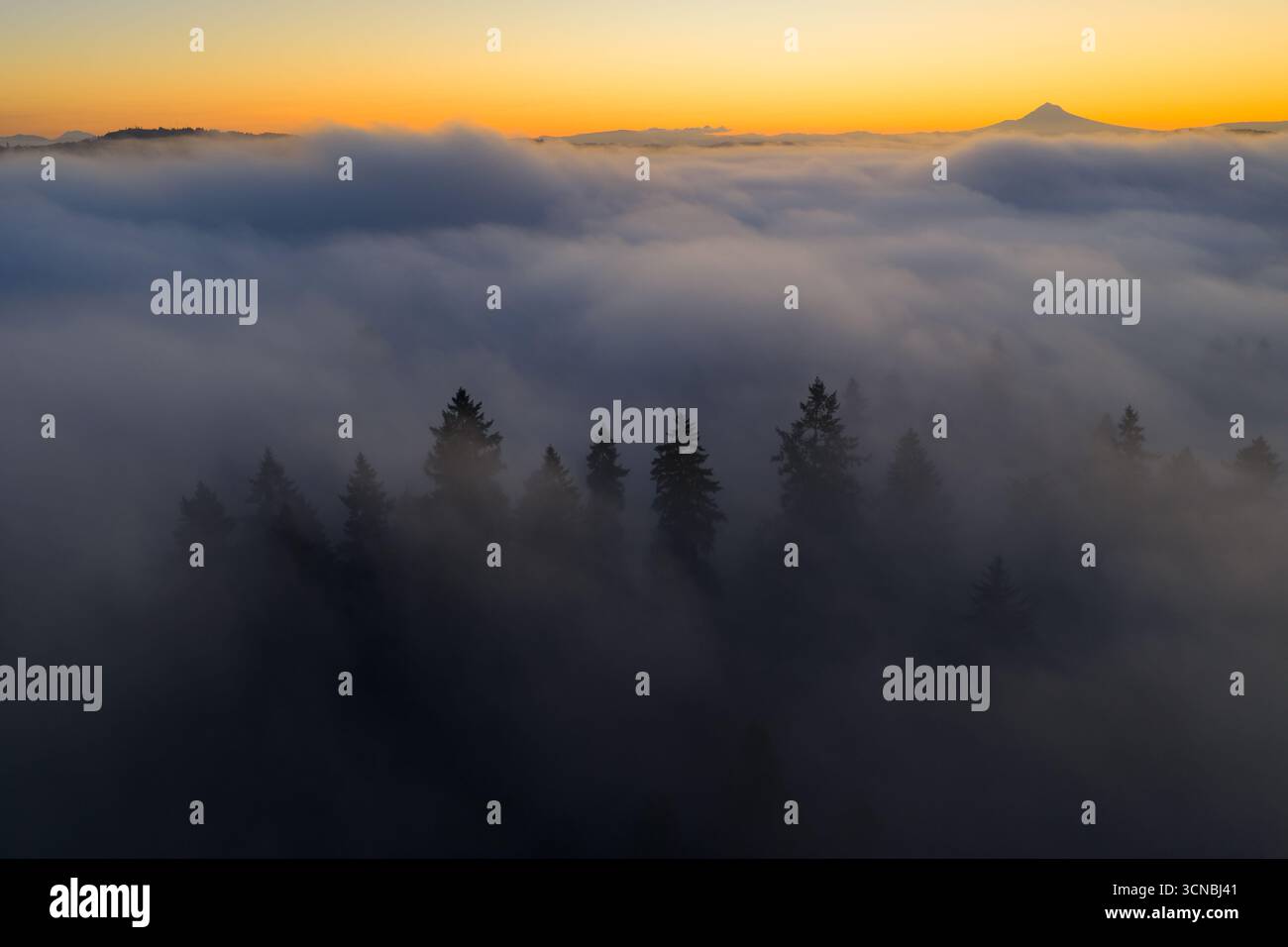 Die Dämmerung beleuchtet Nebel, der durch die Wälder des Willamette Valley in Oregon strömt. Der pazifische Nordwesten beherbergt ausgedehnte Wälder. Stockfoto