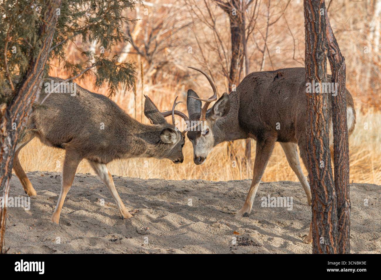 Zwei junge Maultierhirsche kämpfen mit ihrem Geweih in der östlichen Sierra. Stockfoto