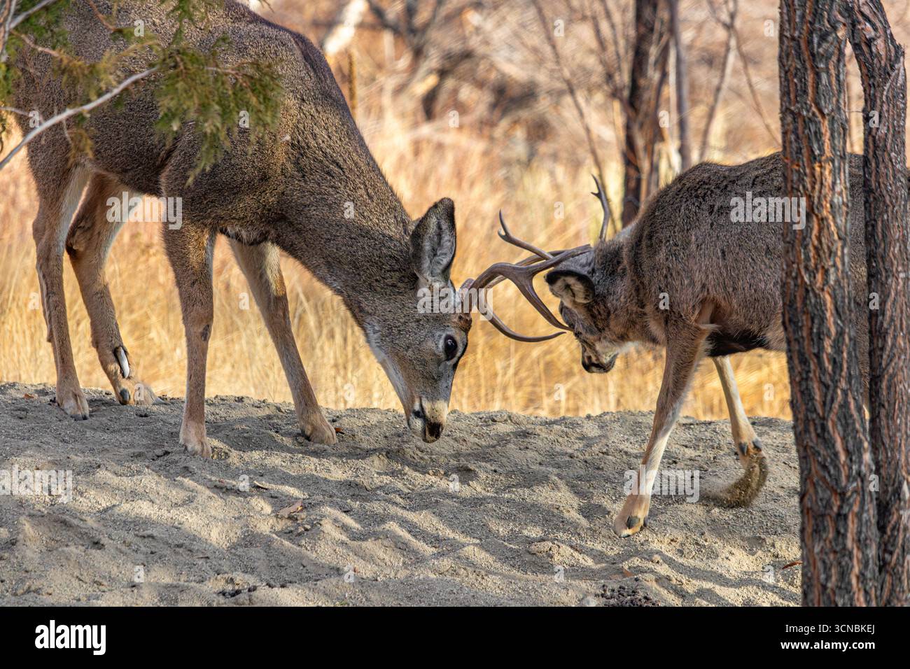 Zwei Maultierhirsche kämpfen während der Paarungszeit um Weibchen. Der Buck links hat eine Knochenverletzung am Bein. Stockfoto