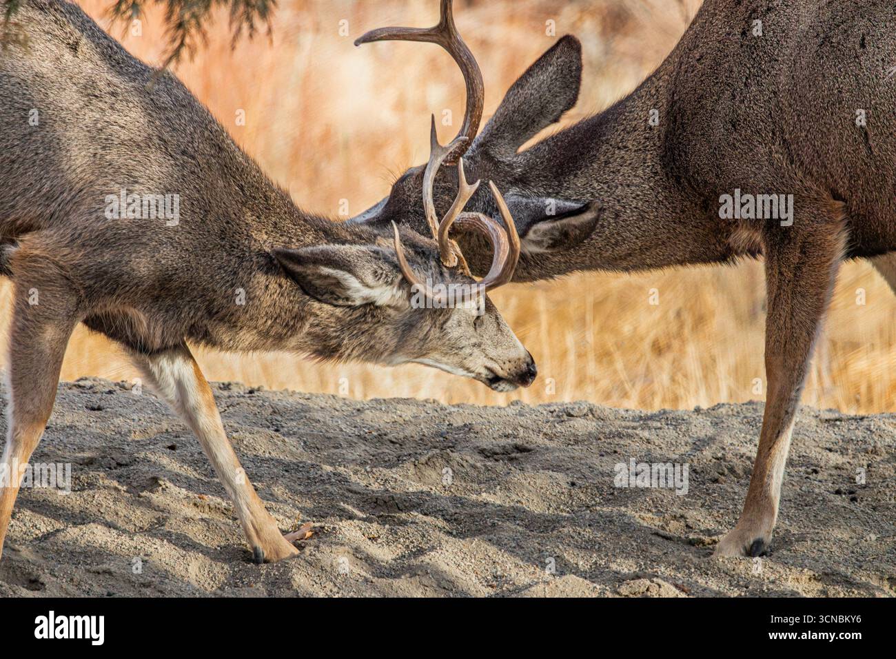 Maultierhirsche mit verwickelten Geweihen während der Bruntsaison. Stockfoto
