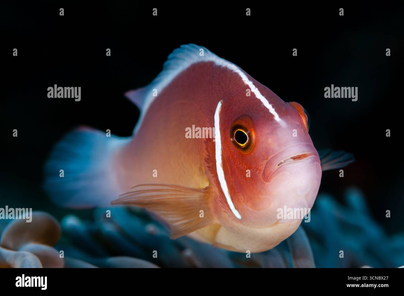Rosa Anemonenfische, Amphiprion perideraion, Anemone, Lembongan, Bali, Indonesien Stockfoto