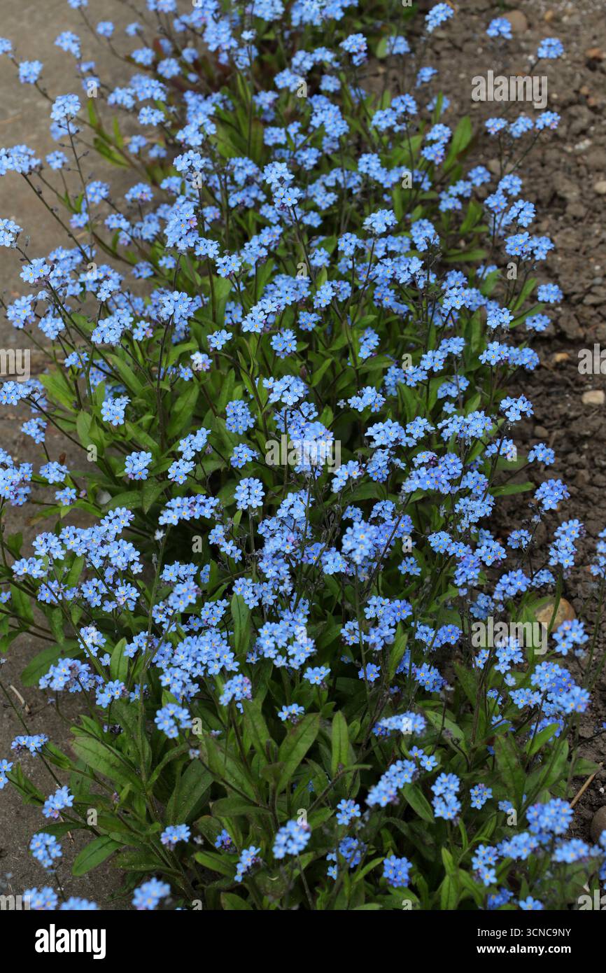 Field Forget-Me-Not, Myosotis arvensis, Boraginaceae. UK. Myosotis arvensis oder Field Forget-Me-Not ist eine krautige jährliche bis kurzlebige mehrjährige. Stockfoto
