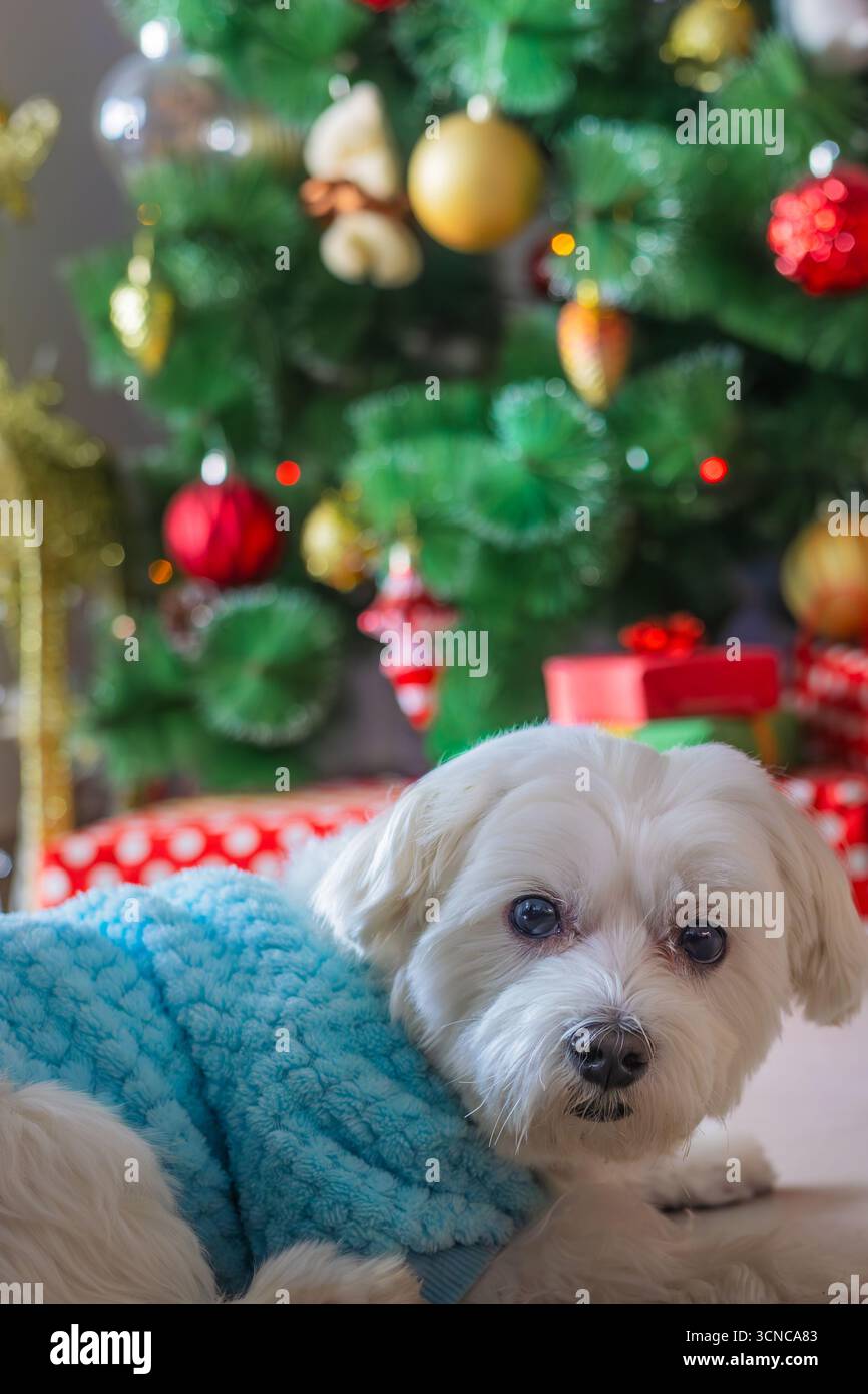 Ein süßer Hund im Pullover posiert am Weihnachtsbaum Stockfoto