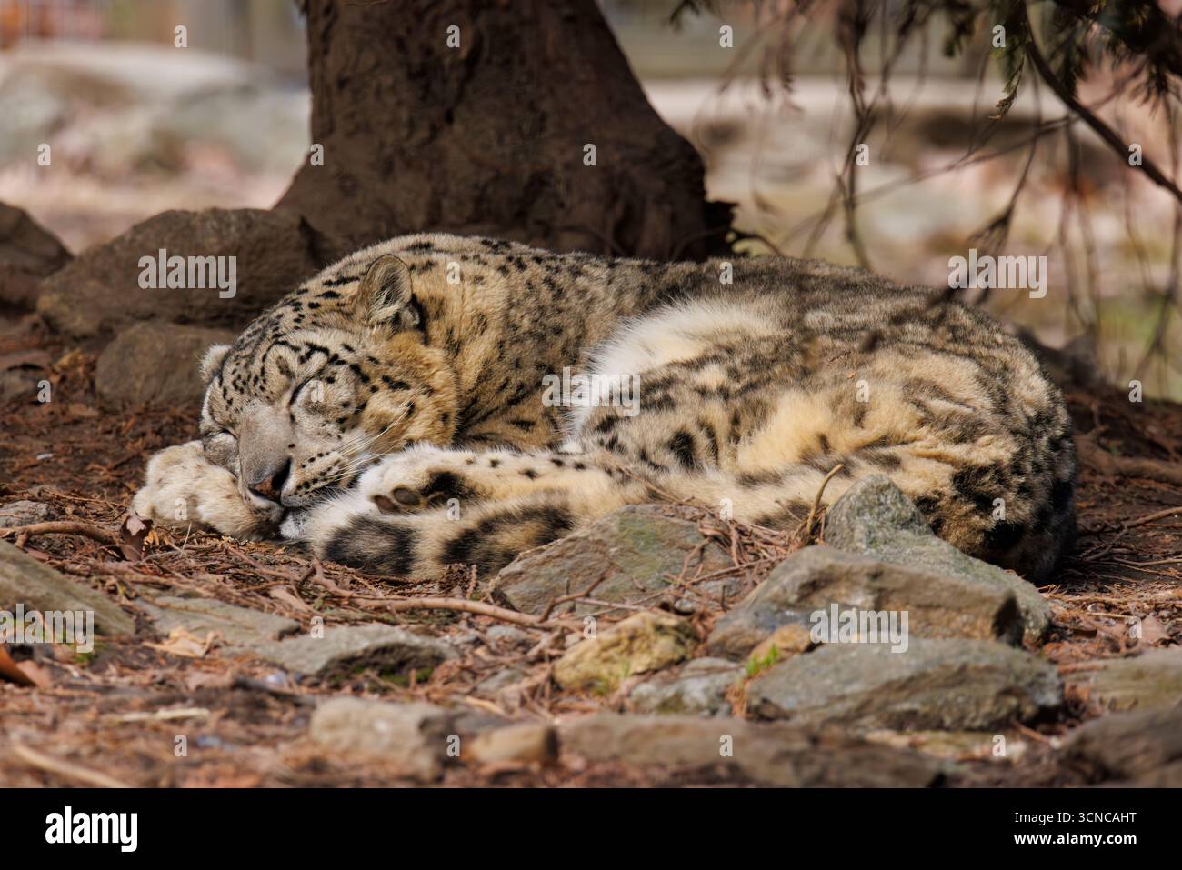 Ein Schneeleopard mit gelbem Fell und langem Schwanz, der unter einem Baum schläft Stockfoto