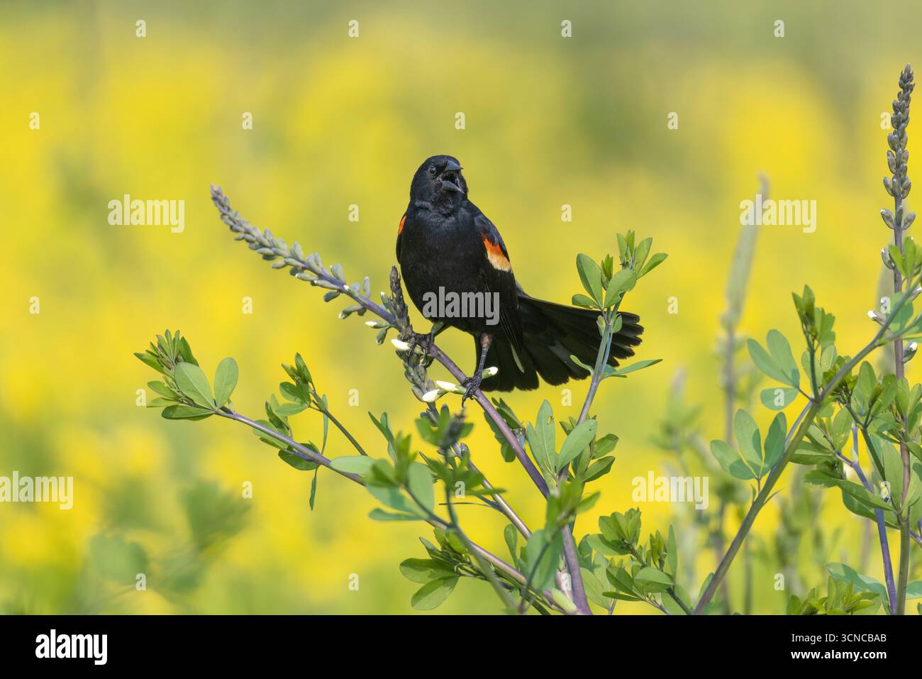 Männliche rotgeflügelte Amsel an einem Junimorgen im Süden von Wisconsin. Stockfoto