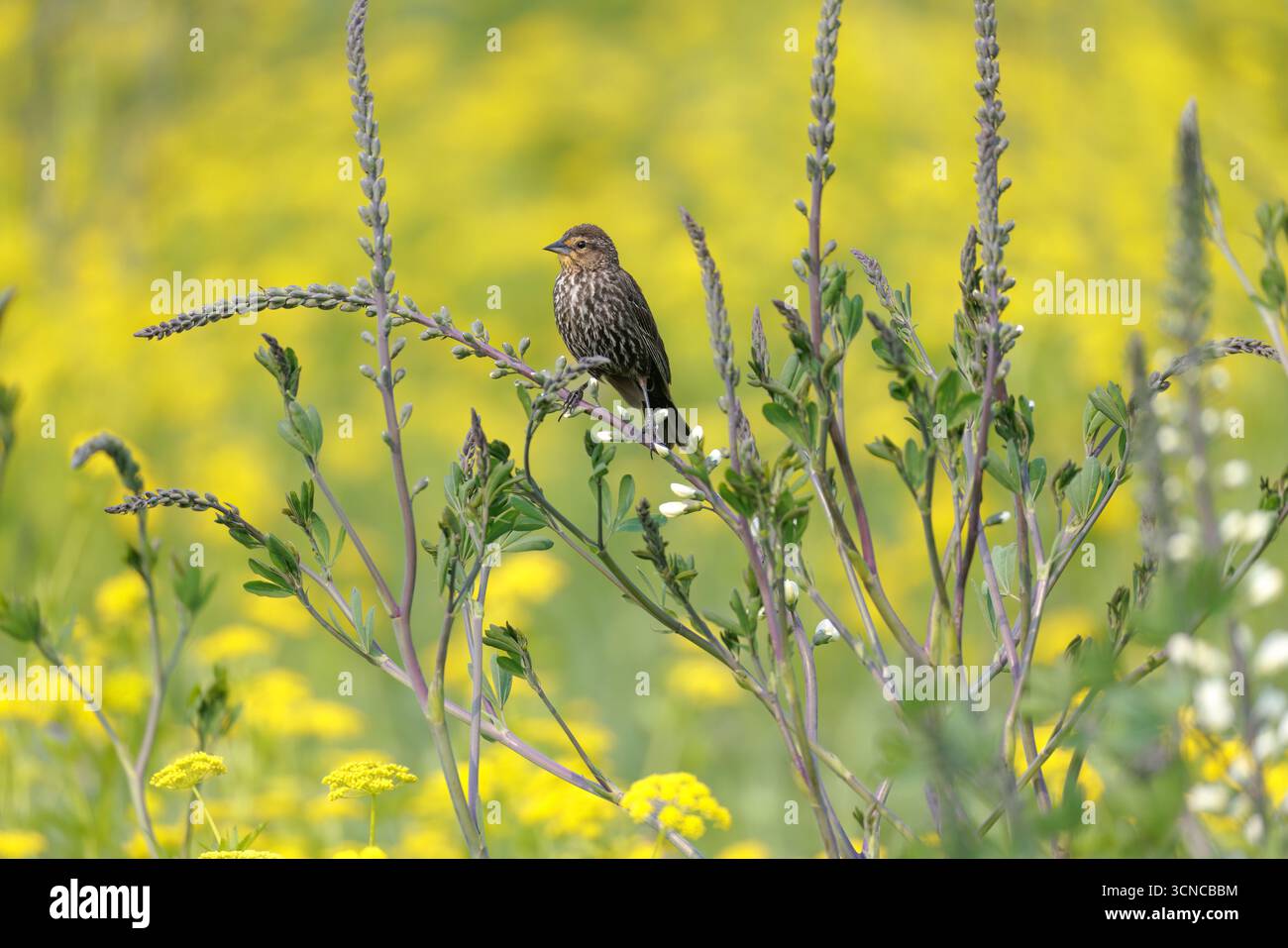 Rotflügelnadler an einem Junitag im Süden von Wisconsin. Stockfoto