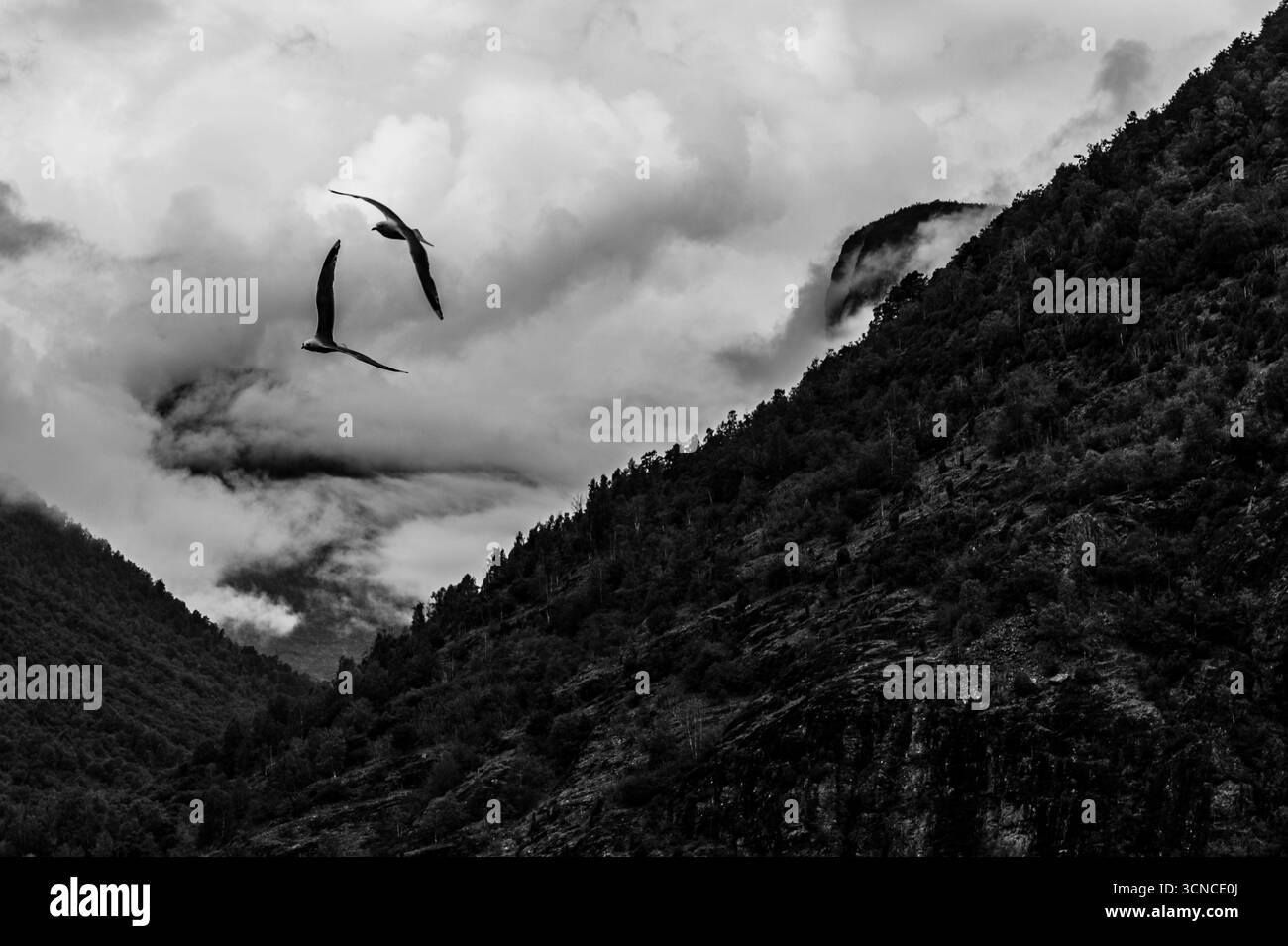 Zwei Möwen fliegen über eine dramatische norwegische Fjordlandschaft mit Wolken und Schwarzweiß-Fotografie Stockfoto