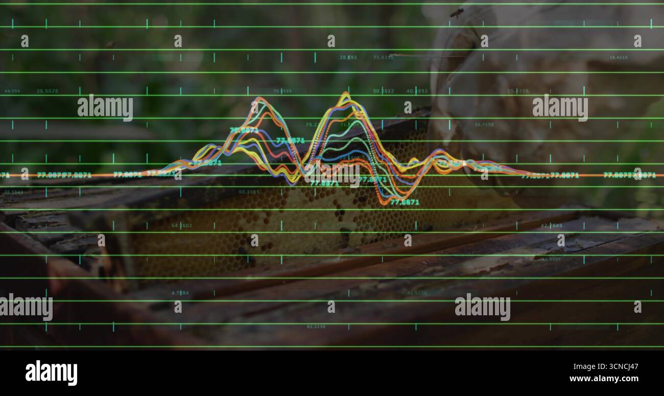Mit getarnten Schnürsenkeln für Wanderschuhe in sportlichen Socken auf felsigem Waldweg mit Datenüberlagerung Stockfoto