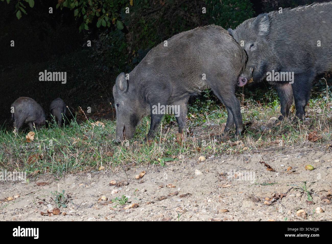 Wildschweine, die nachts in natürlichen Lebensräumen fressen Stockfoto