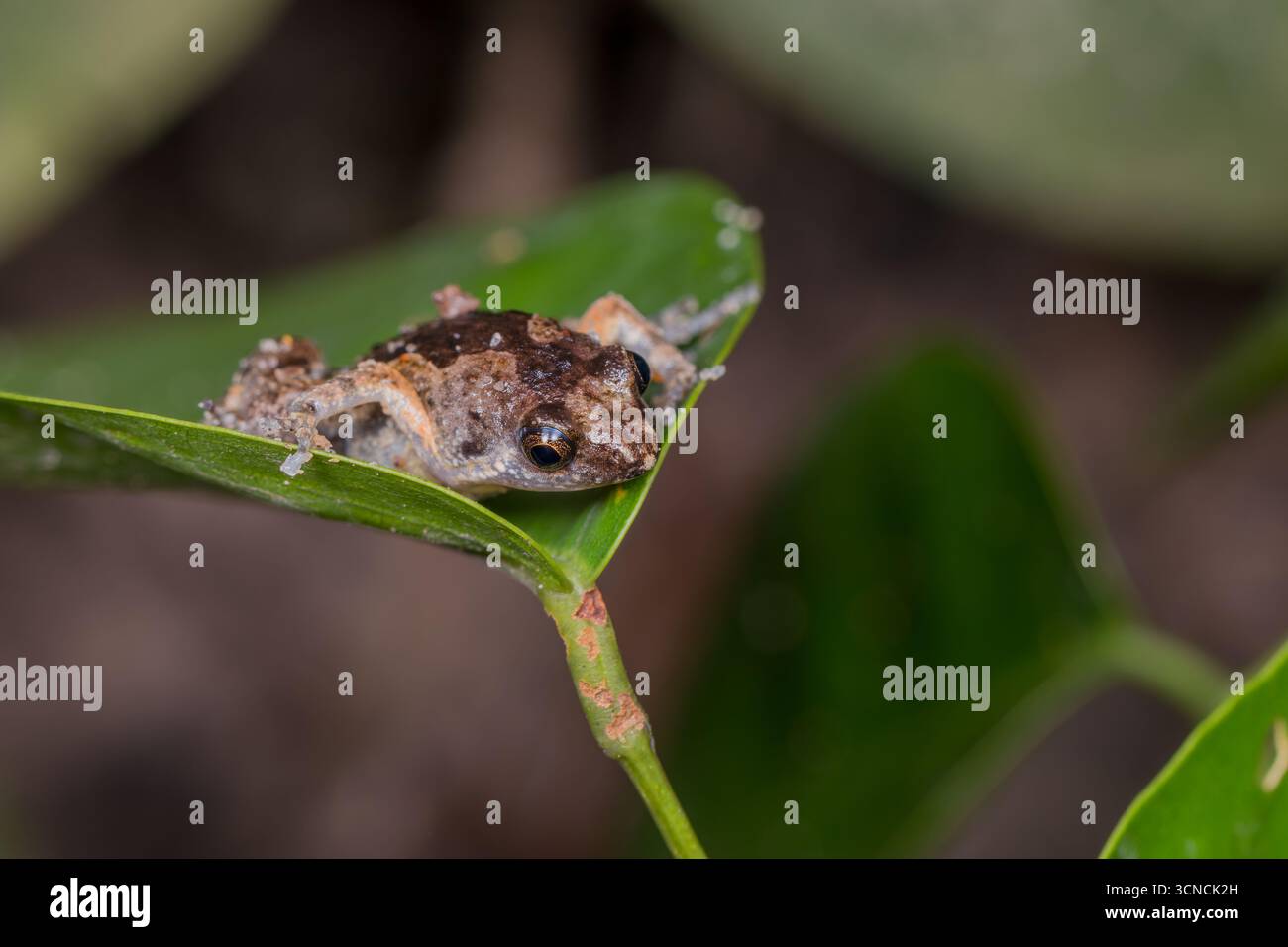 Nahaufnahme eines jungen Banded Bullfrog (Kaloula pulchra), auch bekannt als der asiatische Painted Frog, der auf einem grünen Blatt in Pulau Ubin, Singapur thront. Stockfoto
