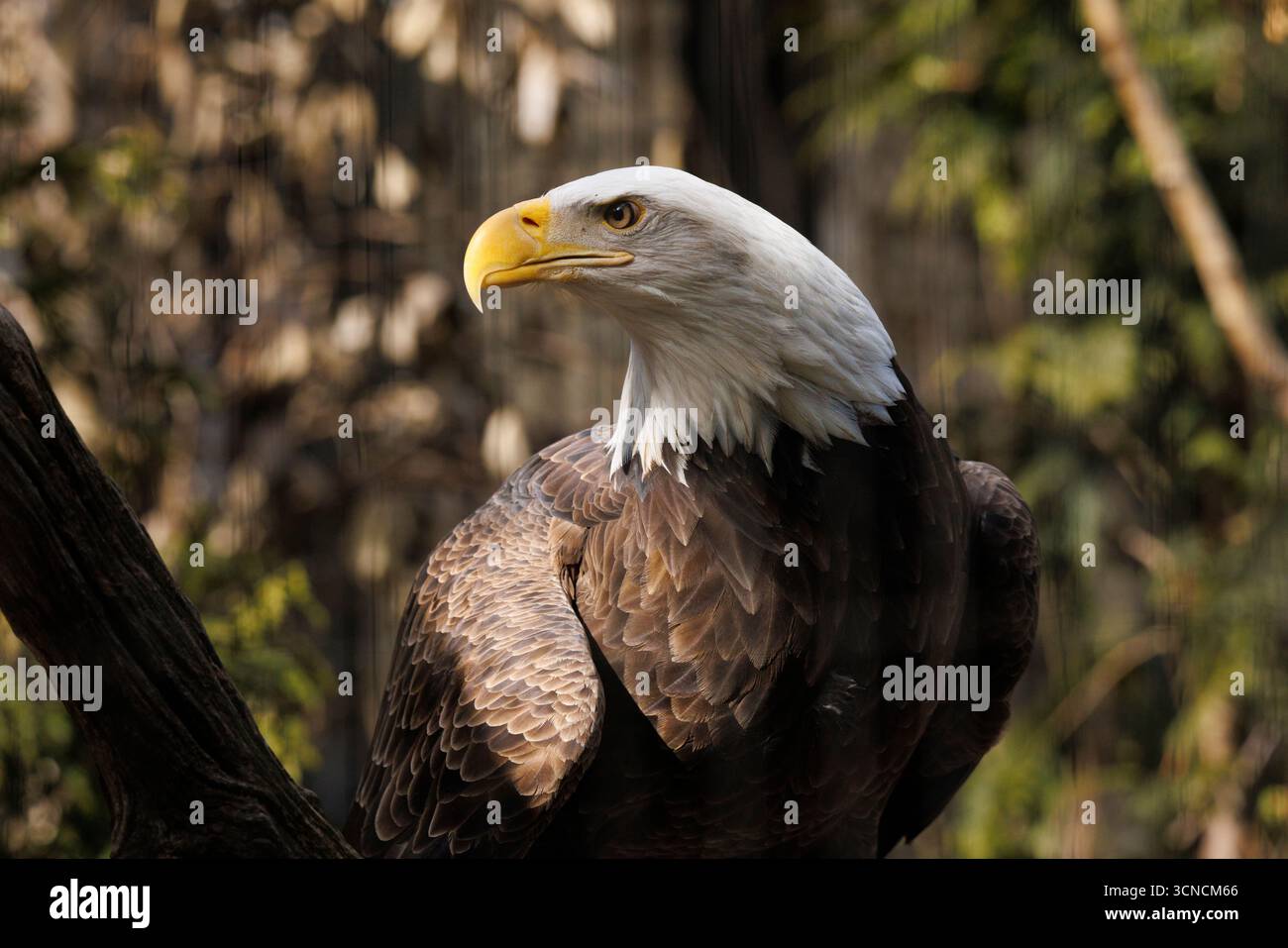 Ein amerikanischer Weißkopfseeadler auf einem Baum Stockfoto