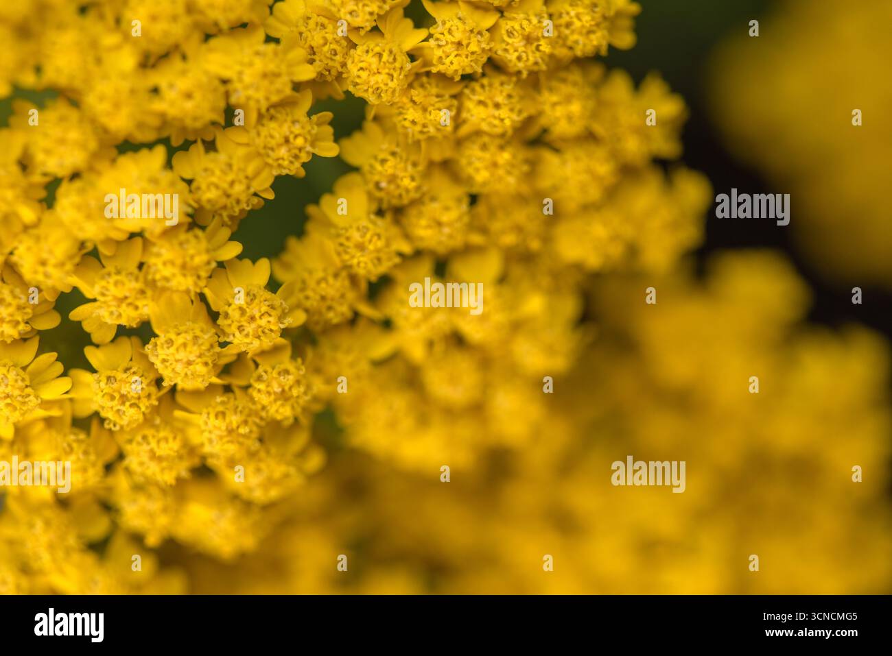 Eine Nahaufnahme einer gelben Blume mit vielen kleinen gelben Blüten. Die Blume ist von vielen anderen kleinen gelben Blumen umgeben, was ein lebendiges und lebendiges Leben schafft Stockfoto