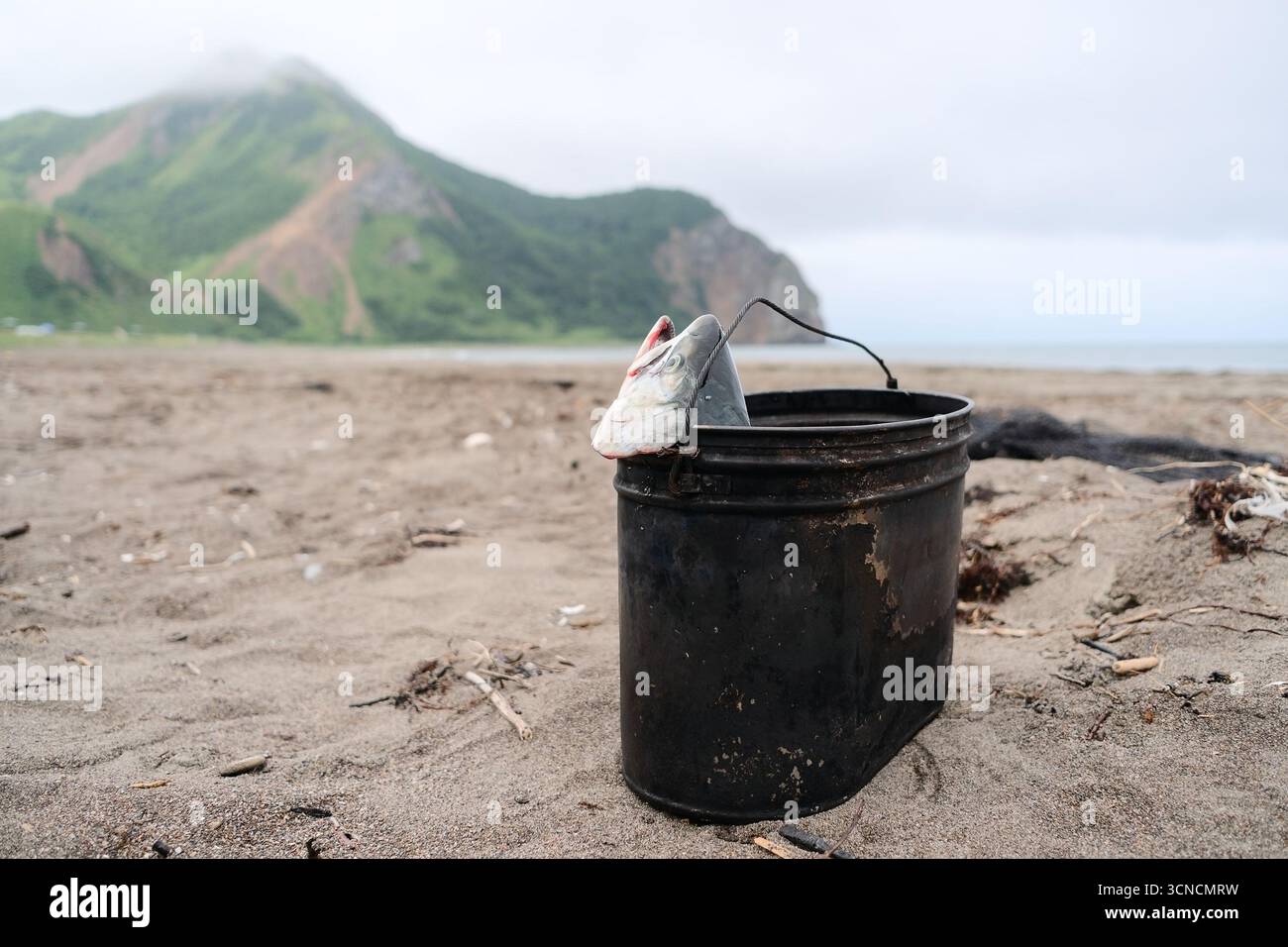 Frischer rosafarbener Lachs, zubereitet über dem Lagerfeuer vor traumhafter Kulisse nebliger Bergkämme und endlosem Ozeanhorizont. Perfekter Abenteuermoment. Stockfoto