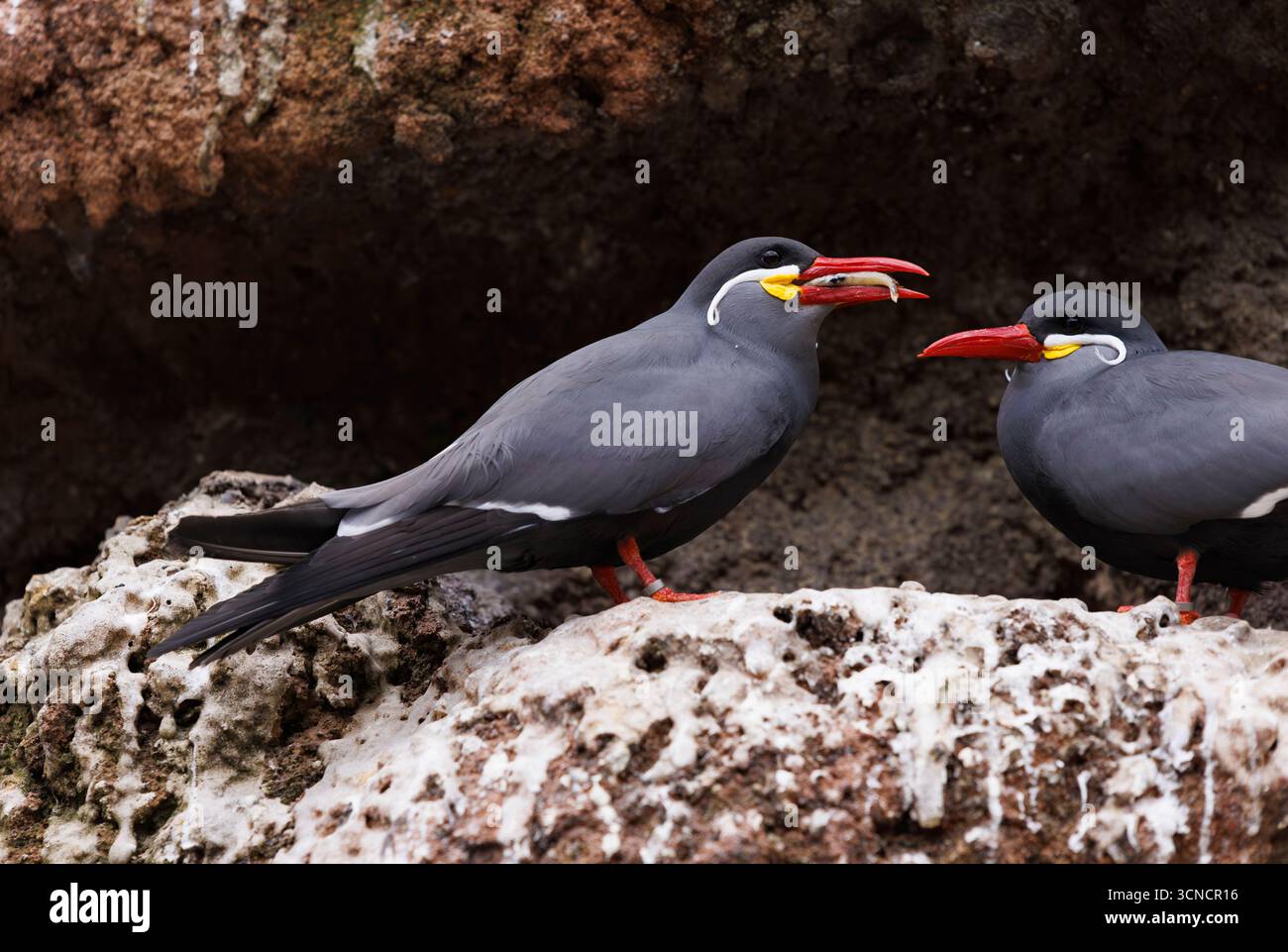 Eine Inka-Tern, die auf einem felsen thront, bedeckt mit Vogelkot und Futter im Mund Stockfoto