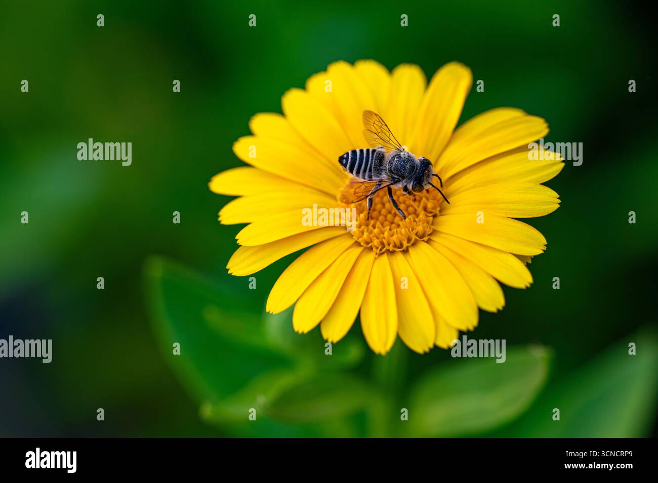 Eine gelbe Blume mit einer schwarz-gelb gestreiften Biene. Die Biene sitzt auf der Blume, und die Blume ist von grünen Blättern umgeben. Konzept von Stockfoto