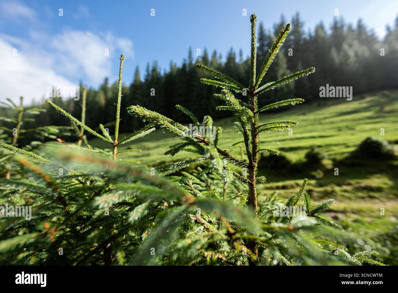 Nahaufnahme junger Tannensetzlinge, die mit Morgentau bedeckt sind, vor einem Wiesen- und Waldgrund im Apuseni-Nationalpark, Rumänien, einem malerischen Reiseziel Stockfoto