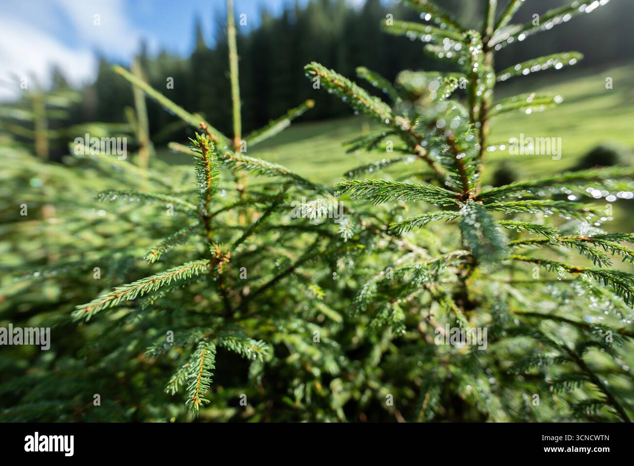 Nahaufnahme junger Tannensetzlinge, die mit Morgentau bedeckt sind, vor einem Wiesen- und Waldgrund im Apuseni-Nationalpark, Rumänien, einem malerischen Reiseziel Stockfoto