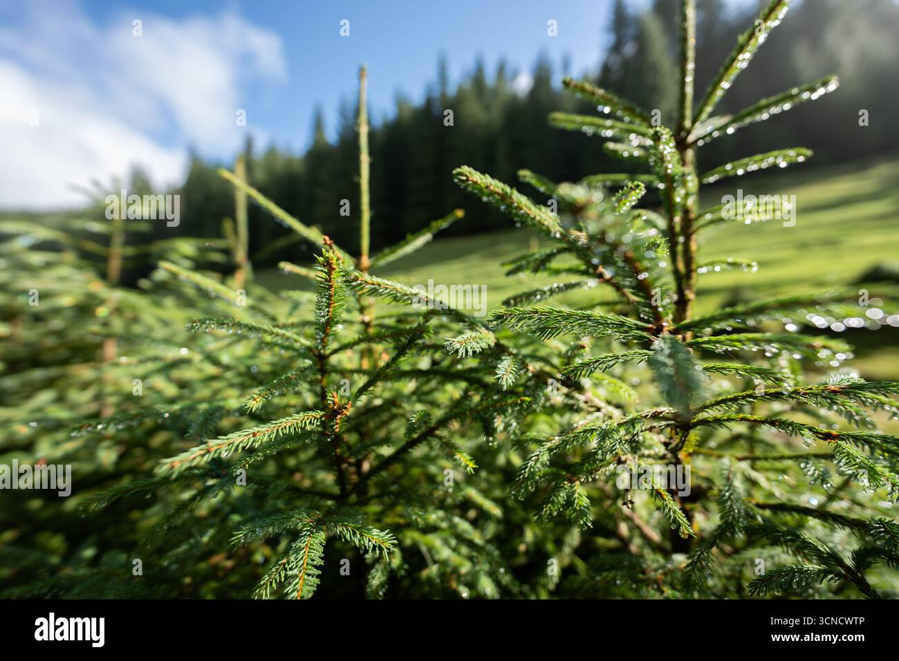 Nahaufnahme junger Tannensetzlinge, die mit Morgentau bedeckt sind, vor einem Wiesen- und Waldgrund im Apuseni-Nationalpark, Rumänien, einem malerischen Reiseziel Stockfoto