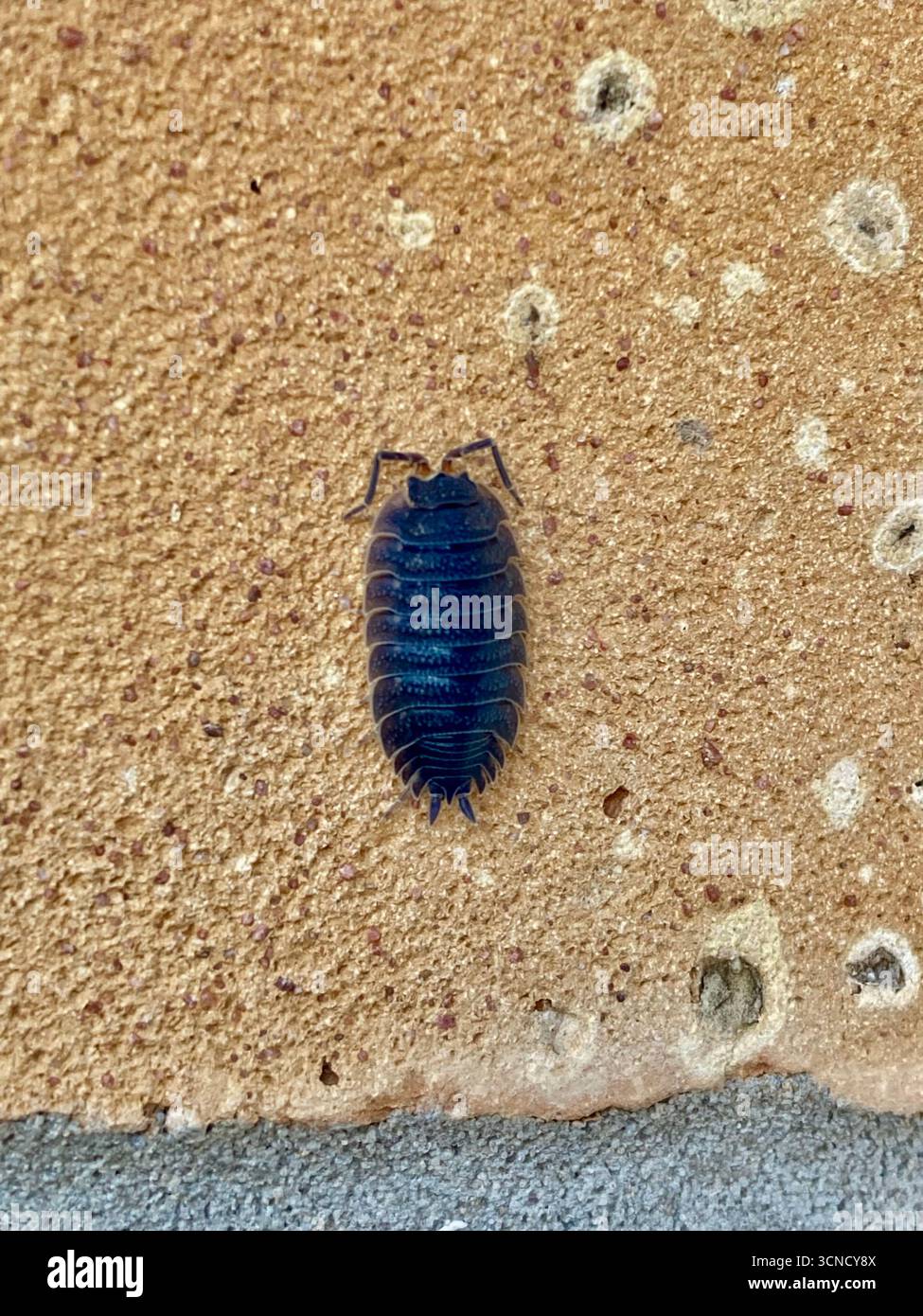 Gemeine Holzlaus in Großbritannien Stockfoto