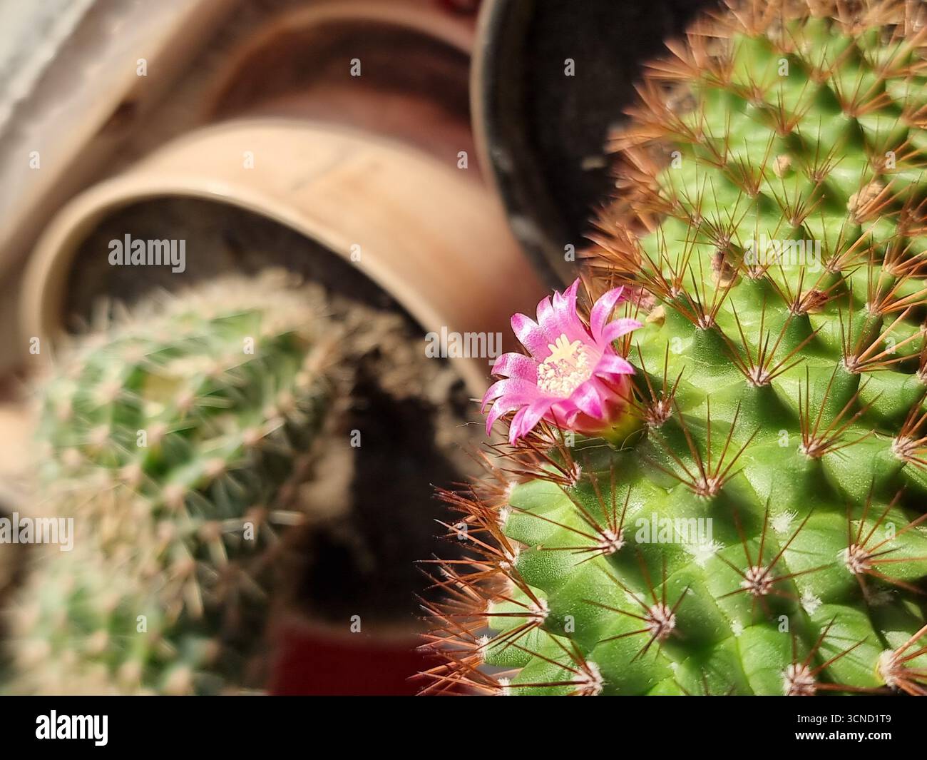 Eine leuchtend rosa Blume in voller Blüte hebt sich von dem stacheligen, grünen Körper eines Kaktusses ab. Diese Nahaufnahme unterstreicht den auffälligen Kontrast zwischen den Aufnahmen Stockfoto