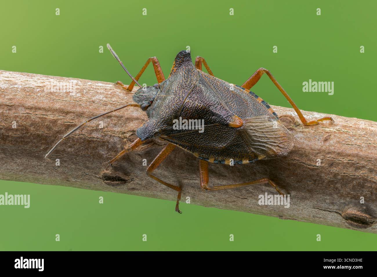 Rotbeiniger Schildkäfer, Pentatoma rufipes, alleinerziehender Erwachsener, der auf dem Stiel ruht, Norfolk, Vereinigtes Königreich, 20. September 2025 Stockfoto