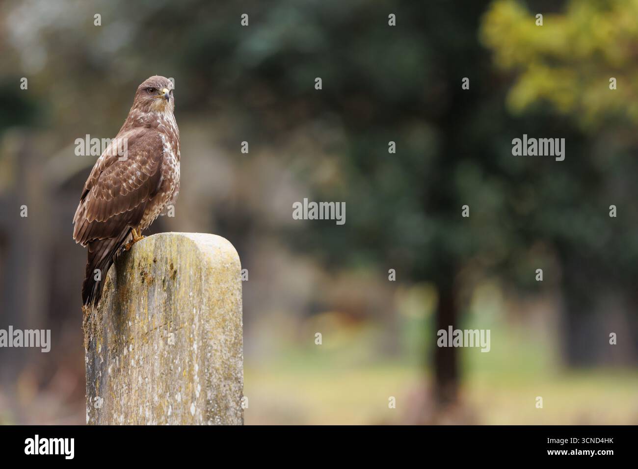 Bussard auf Grabstein Stockfoto