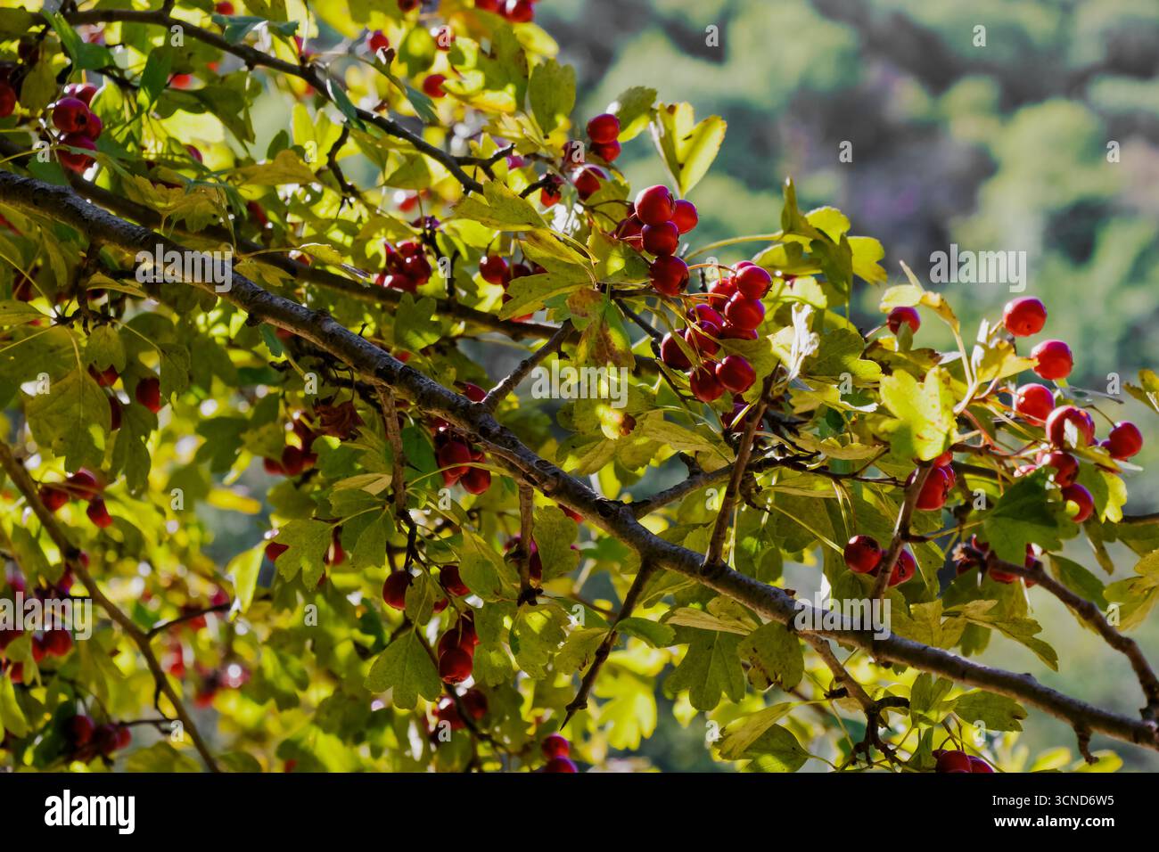 Nahaufnahme eines Weißdornzweigs mit hellroten Beeren, umgeben von grünem Laub, beleuchtet von natürlichem Sonnenlicht, symbolisiert Herbsternte und saisonale Fr Stockfoto