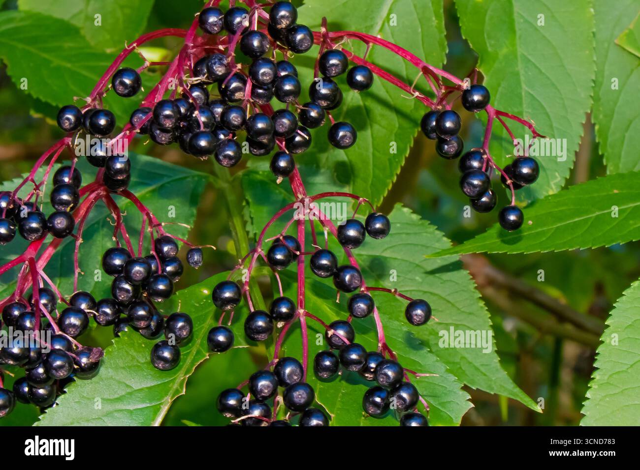 Detailliertes Makro von Reifen Holunderbeeren (Sambucus nigra) auf roten Stämmen mit lebendigem grünem Laub, weit verbreitet in der Kräutermedizin für Immununterstützung und na Stockfoto
