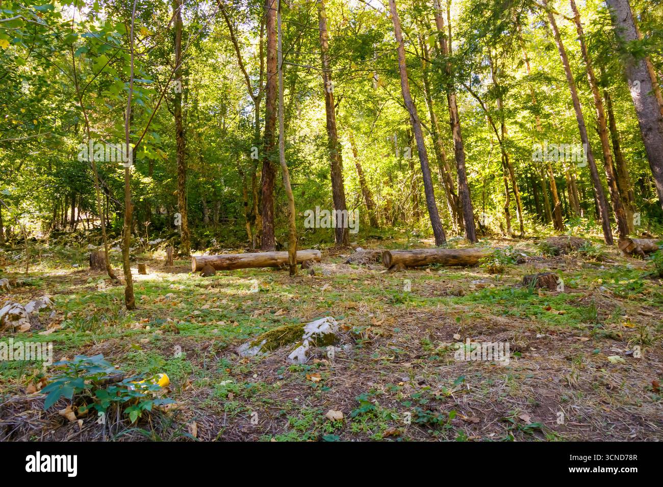 Eine stille Waldlichtung zeigt mehrere gehäufte Baumstämme, die auf dem Boden zwischen hohen Stämmen und grünem Laub liegen und symbolisieren den Zyklus der Natur, die Widerstandsfähigkeit, A Stockfoto