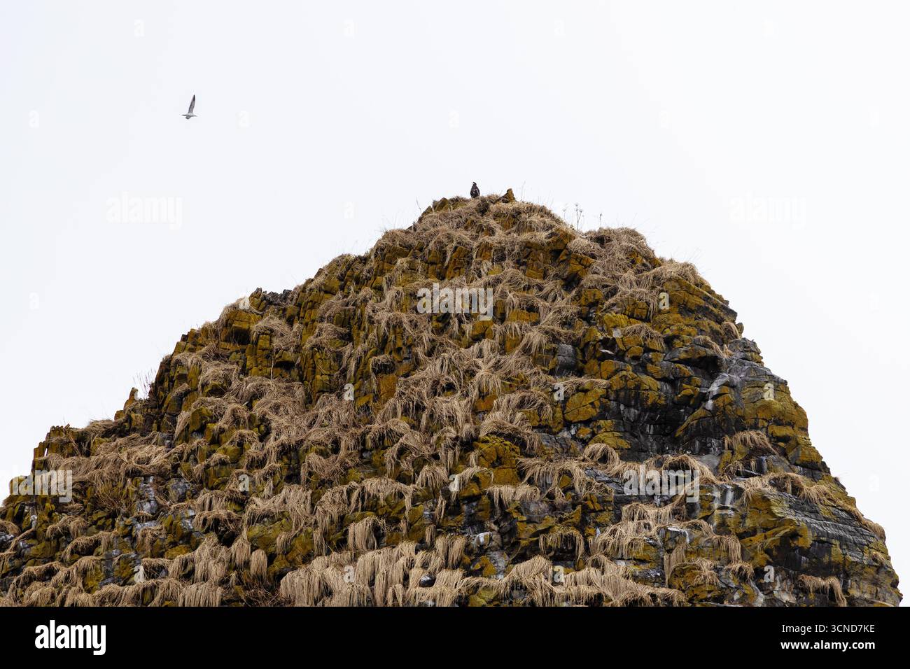 pazifischer Seeadler auf der Insel Starichkow in der Bucht von Avacha im Pazifischen Ozean am Frühlingstag in der Nähe der Stadt Petropavlovsk-Kamtschatski, Region Kamtschatka, Russland Stockfoto
