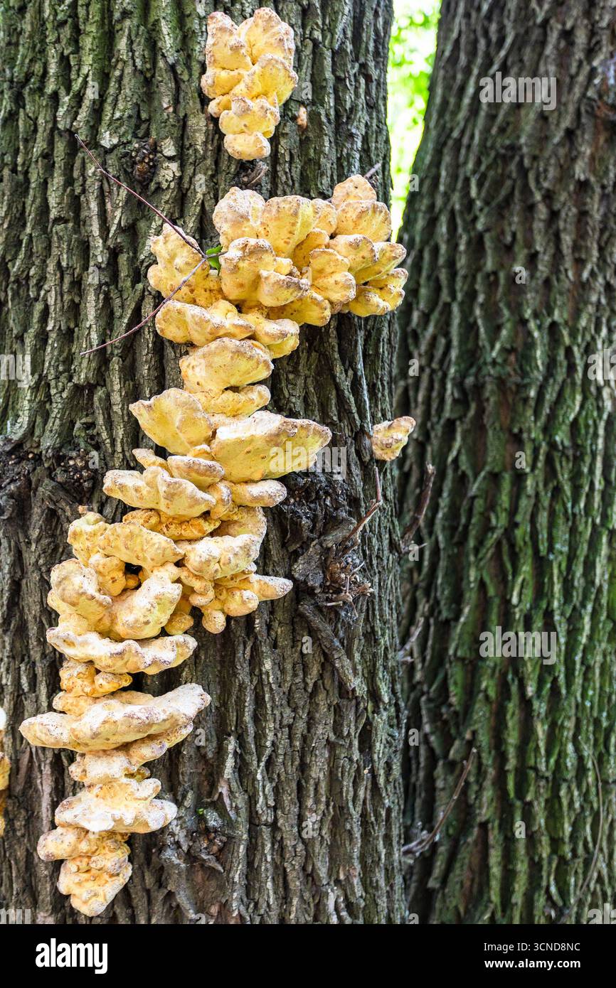 Klammer Pilz am Baumstamm Nahaufnahme am Sommertag Stockfoto