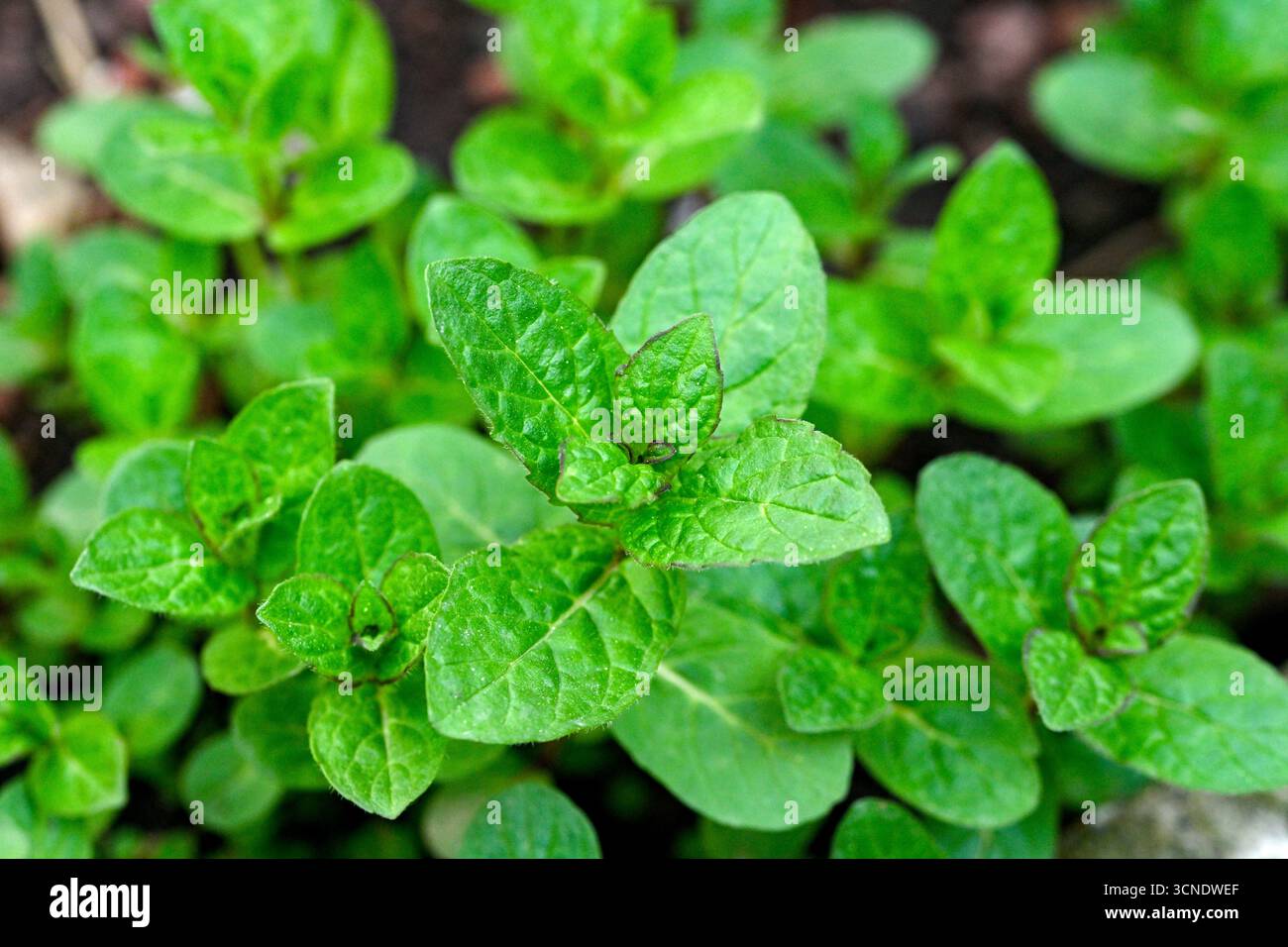 Ein Haufen grüner Minzblätter wächst in einem Garten. Die Blätter sind frisch und lebendig und so angeordnet, dass sie ein Gefühl von Überfluss schaffen Stockfoto