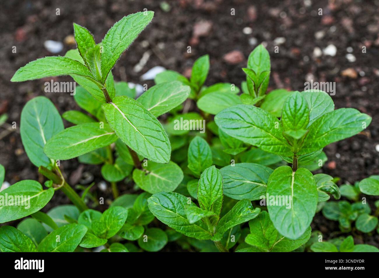 Ein Haufen grüner Minzblätter wächst in einem Garten. Die Blätter sind frisch und lebendig und so angeordnet, dass sie ein Gefühl von Überfluss schaffen Stockfoto