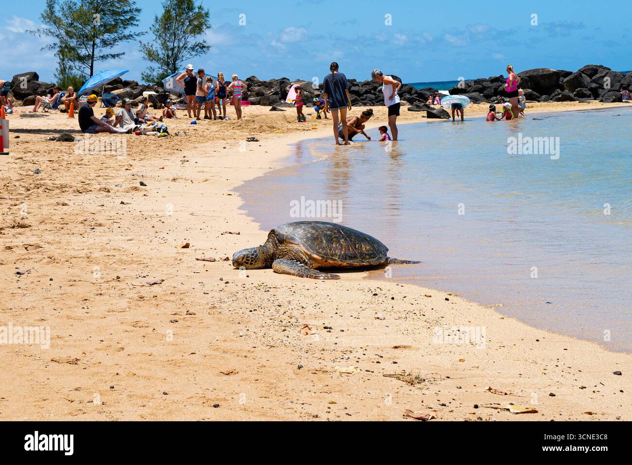 Hawaiianische grüne Meeresschildkröte (Honu) schläft auf einem geschützten Teil des Poipu Beach, während Besucher die Küste im Hintergrund genießen. Stockfoto