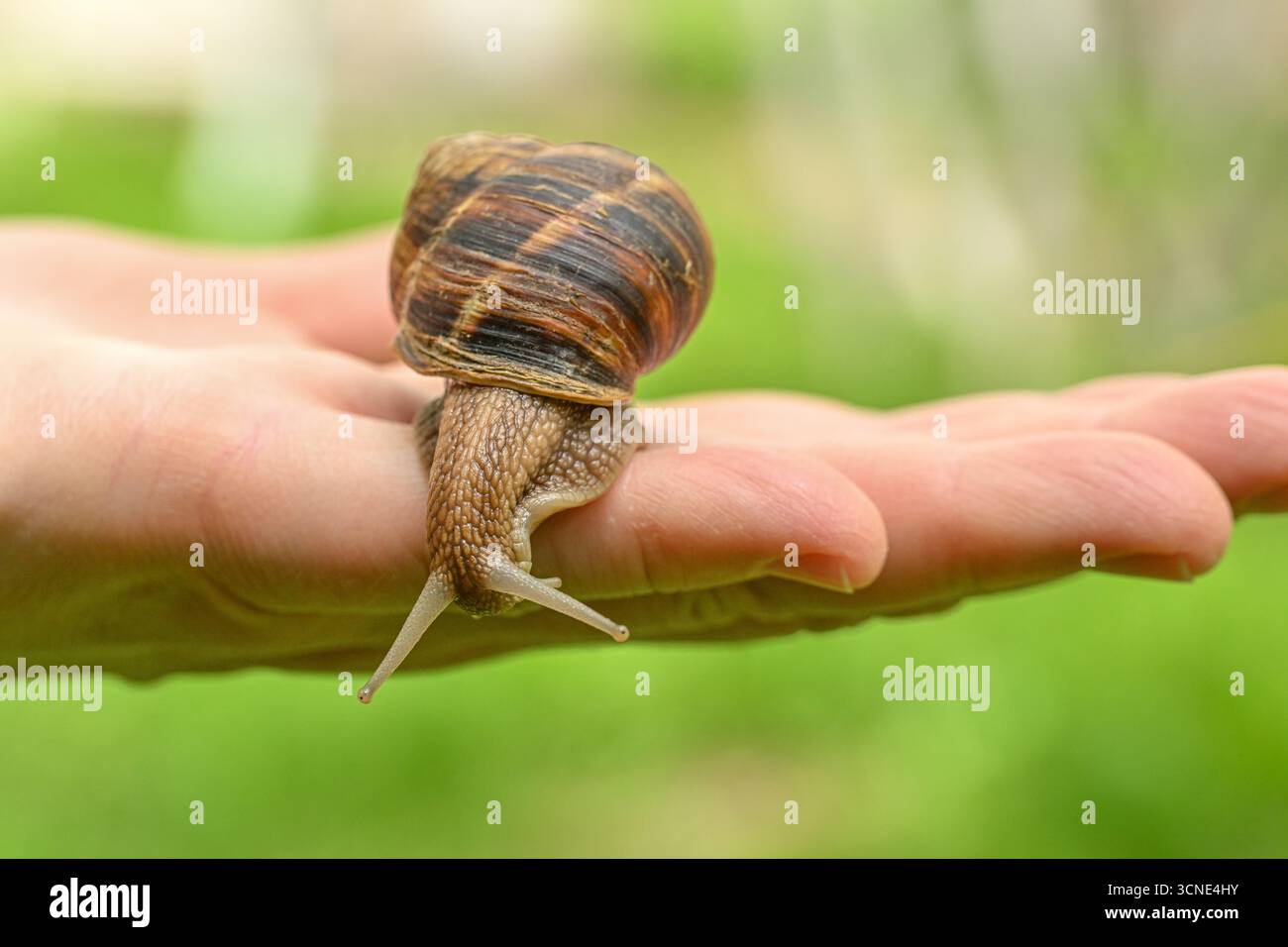 Eine Hand, die eine Schnecke hält. Die Schnecke ist braun und schwarz. Die Hand ist grün Stockfoto