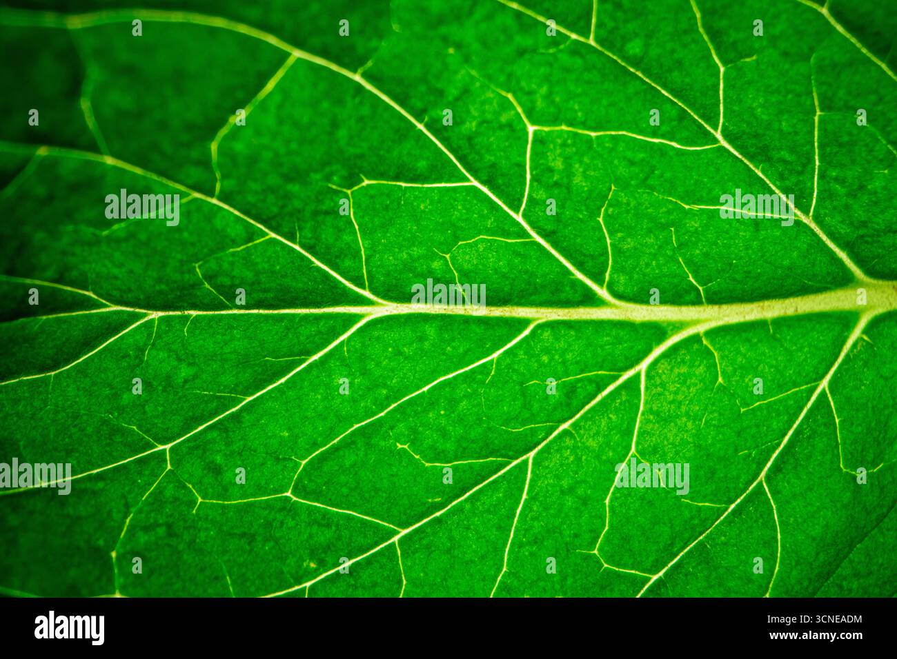 Ein grünes Blatt mit Adern und grünem Stiel. Das Blatt ist sehr detailliert und hat eine große Textur Stockfoto
