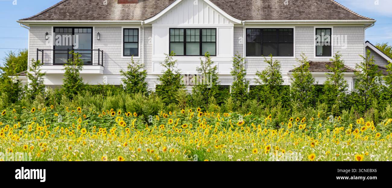 Blick auf die Landschaft auf die Rückseite eines teuren hamptons Haus mit einem Feld von Sonnenblumen und Bäumen Stockfoto