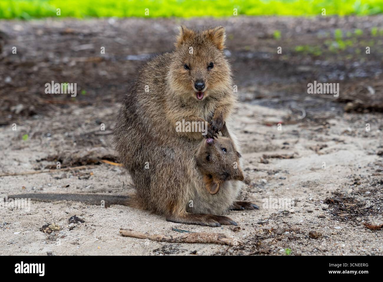 Ein Baby-Quokka, der aus der Tasche der Mutter nach oben blickt. August, Rottnest Island, Australien. Stockfoto