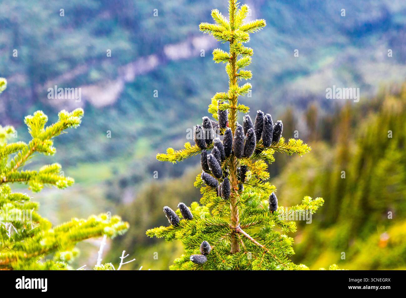 Ein Nahaufnahme-Bild zeigt schwarze Tannenzapfen an einem sonnigen Tag und hebt ihre einzigartige Textur und Form hervor Stockfoto