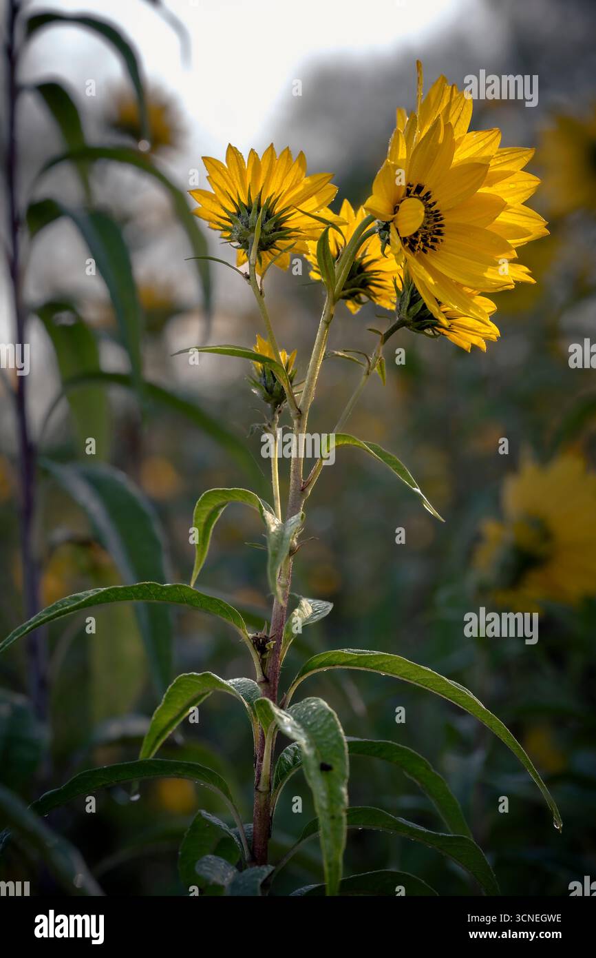 Hellgelbe Wildblumen in einem weichen Fokusfeld Stockfoto