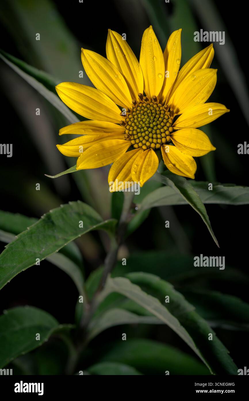 Hellgelbe Wildblumen in einem weichen Fokusfeld Stockfoto
