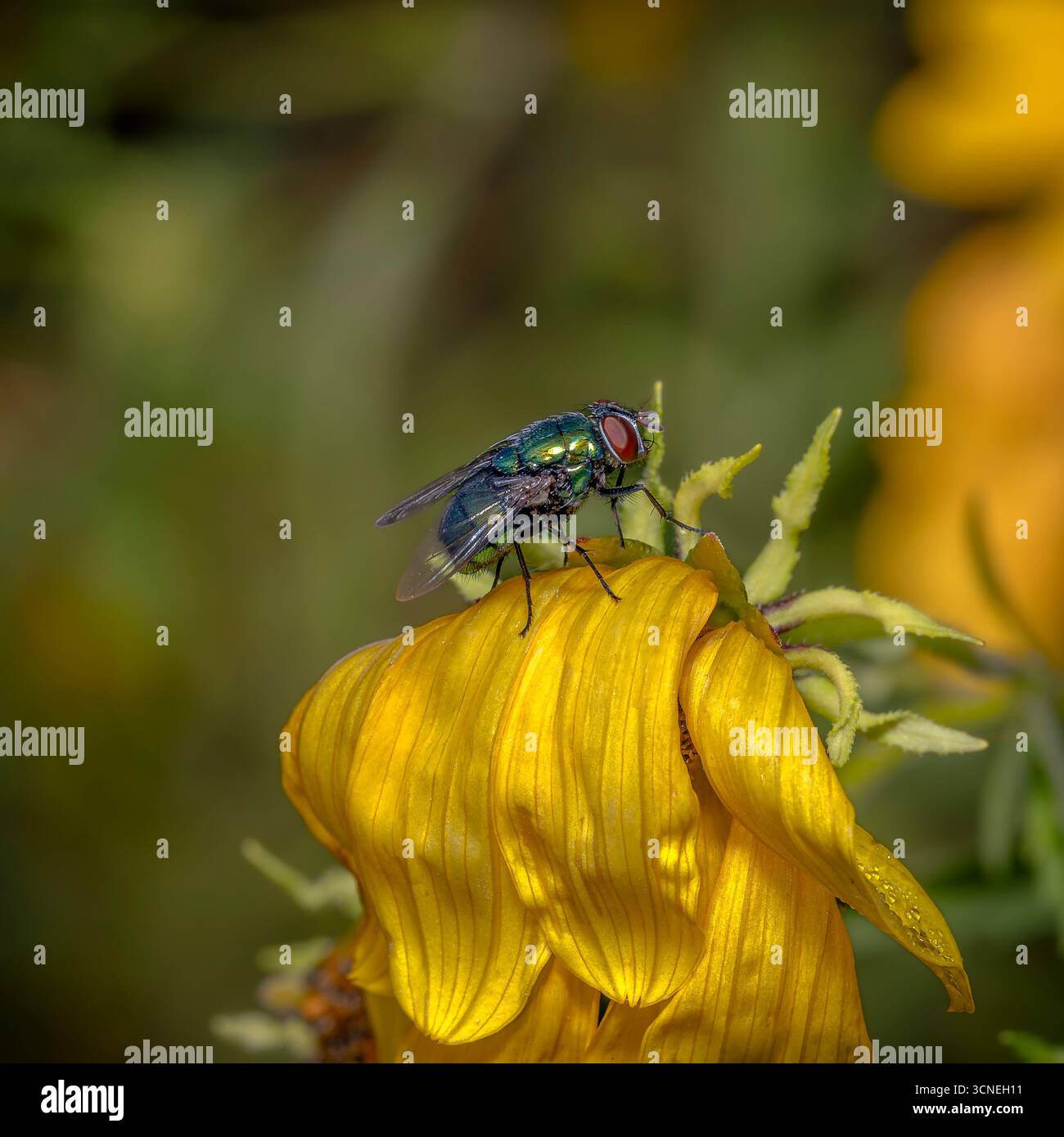 Metallic Green Fly auf hellgelber Blume auf Nahaufnahme Naturfoto Stockfoto