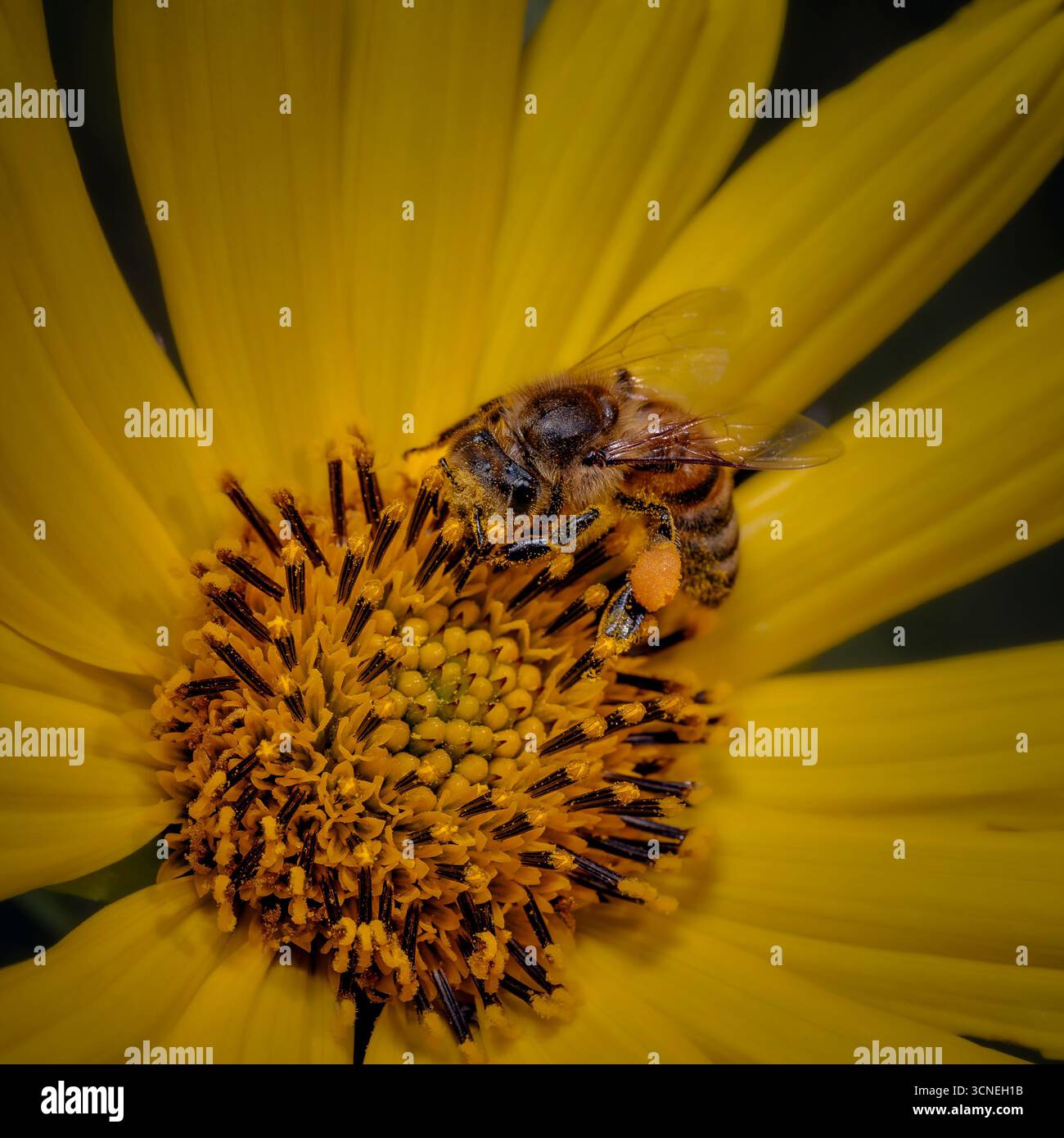 Nahaufnahme Einer Honigbiene auf Yellow Flowers Stockfoto